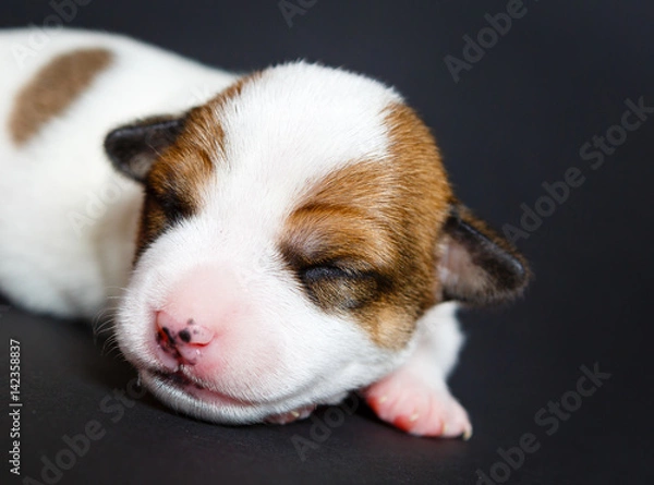 Fototapeta Jack Russell Terrier tricolor puppy, 1 weeks puppy old, indoor studio shoot on black background