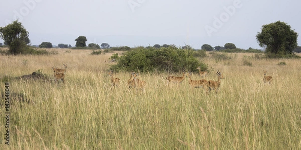 Obraz Group of kob in Queen Elizabeth National Park, Uganda