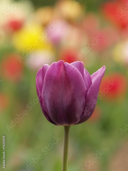 Fototapeta violet tulip