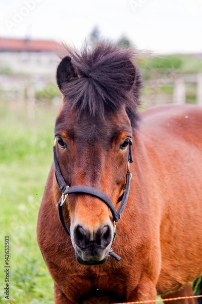 Fototapeta Close up of brown cute shetland pony