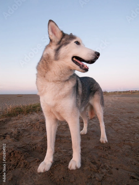 Fototapeta A husky dog on a beach at dusk