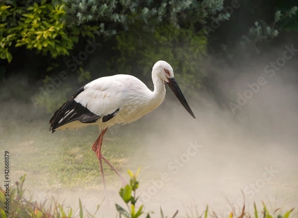 Fototapeta Oriental white stork in their natural habitat