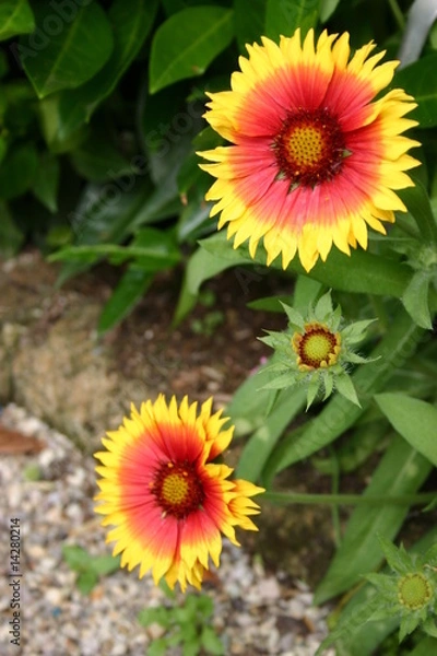 Fototapeta Sonnenblume (Helianthus annuus) Blüten