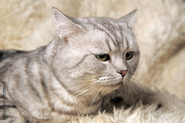 Fototapeta Beautiful gray striped British cat