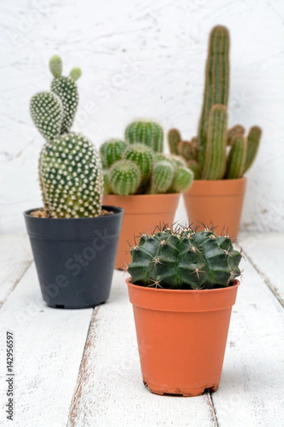 Obraz Natural three Cactus Plants on wood table