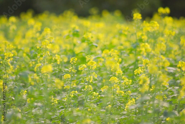 Fototapeta Mustard seed flowers