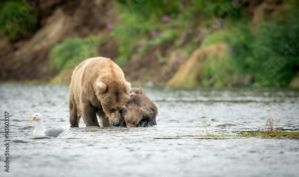 Fototapeta Alaskan brown bear sow and two cubs