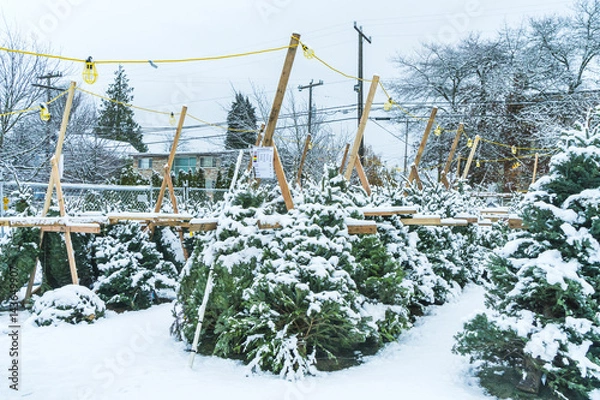 Fototapeta christmas tree sale in winter.