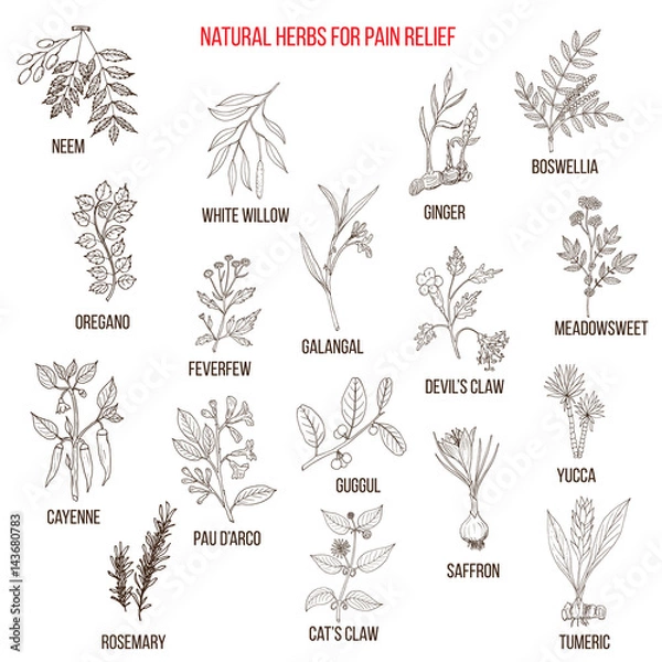 Fototapeta Best natural herbs for pain relief.