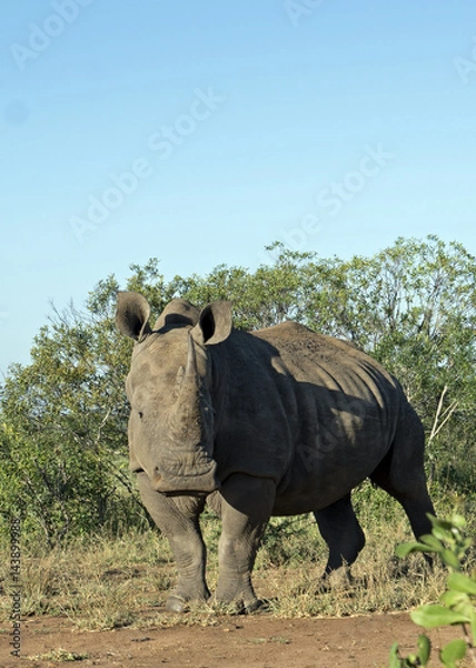 Obraz White Rhino in Swaziland