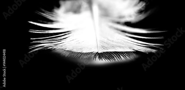 Fototapeta Easy white bird feather.