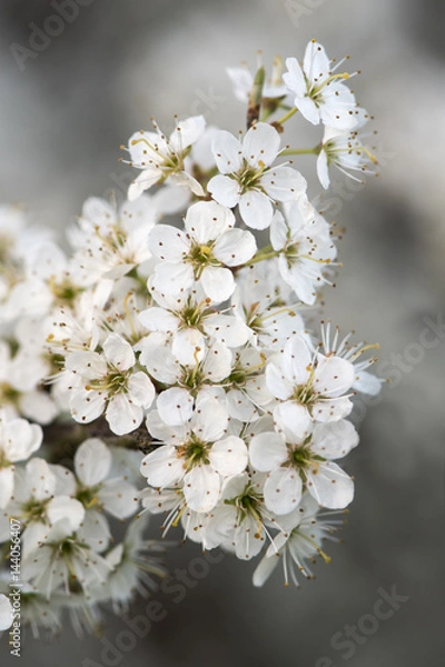 Fototapeta Blossom on blackthorn (Prunus spinosa). White flowers on shrub in the rose family (Rosaceae), abundant in springtime in the British countryside