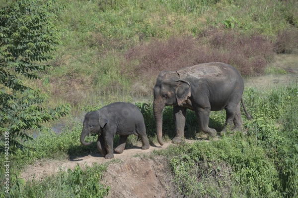 Fototapeta elephant with baby