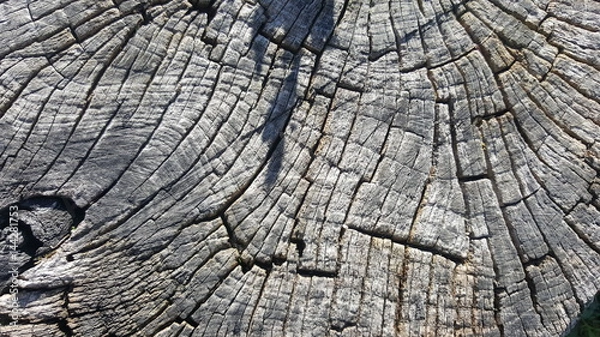 Fototapeta Texture of old tree stump with cracks