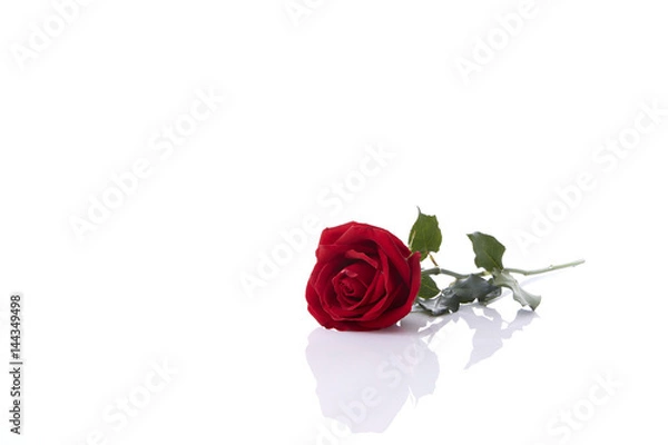 Fototapeta A red rose bloom by gift