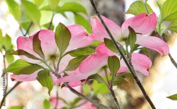 Fototapeta Pink dogwood tree blooming with pink flowers