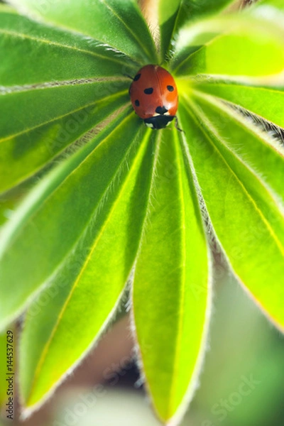 Obraz red ladybug on green leaf, ladybird creeps on stem of plant in spring in garden summer