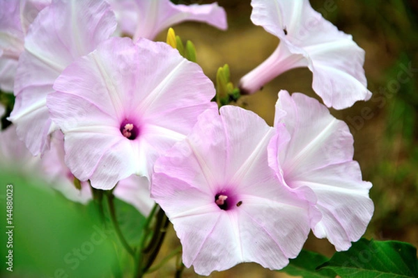 Fototapeta  Bush Morning Glory. Beautiful flower.