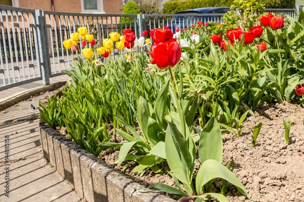 Fototapeta Blumen im Vorgarten