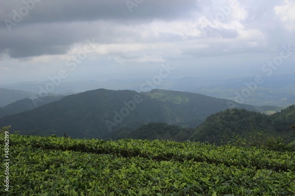 Fototapeta Tea India Idukki