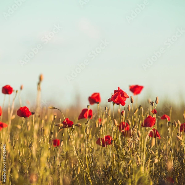 Fototapeta Poppies field toned