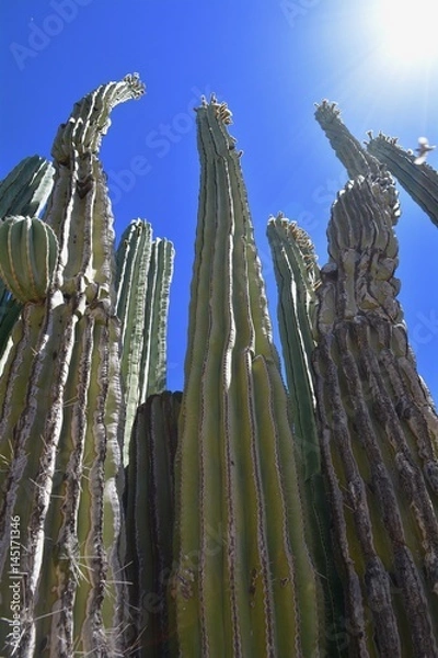 Fototapeta Majestic Cactus 