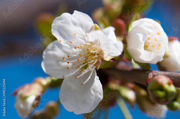 Obraz Flowers