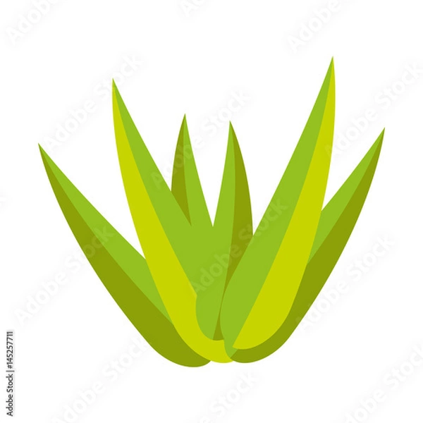 Fototapeta bamboo leafs isolated icon vector illustration design