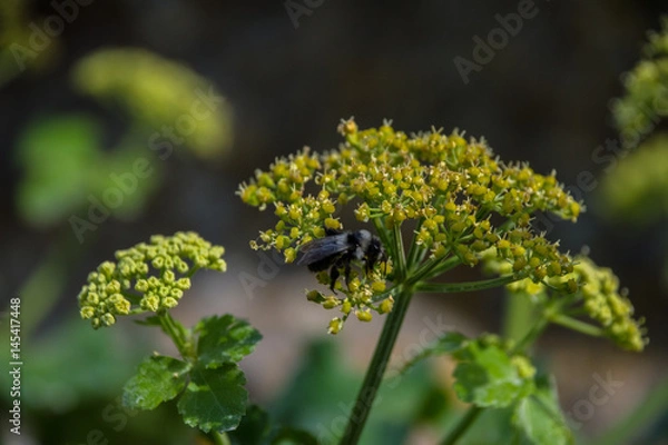 Fototapeta Macro shot of Beetle on flower