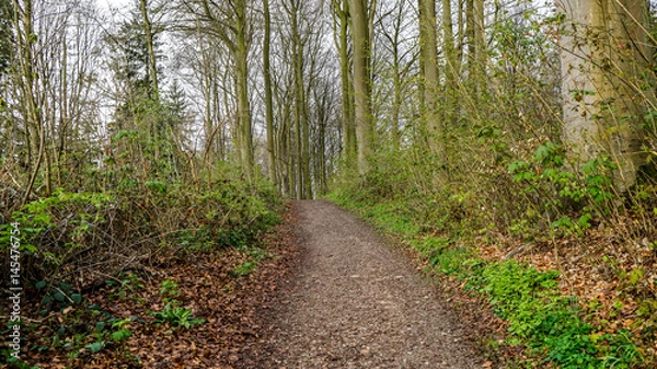 Fototapeta Morgenstiimung im Wald,Frühling