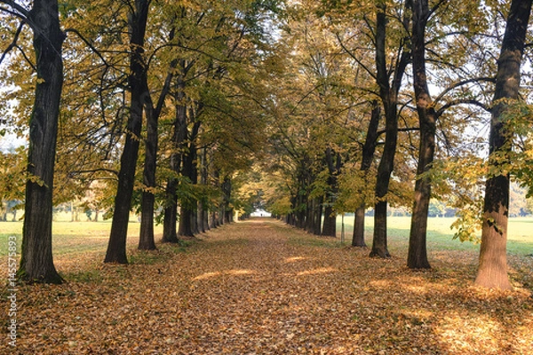 Fototapeta Monza (Italy):  the park at fall