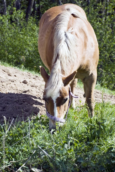 Fototapeta Il cavallo baio, mangia l'erba del prato