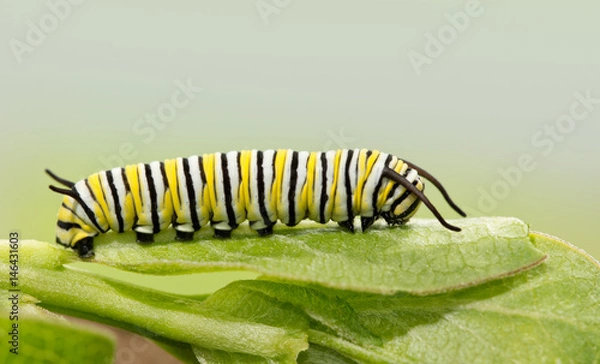 Fototapeta Seven days old Monarch caterpillar resting on a milkweed leaf, a side view