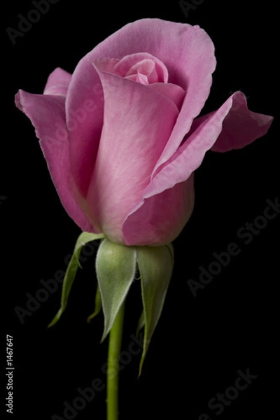 Fototapeta pink rose 4