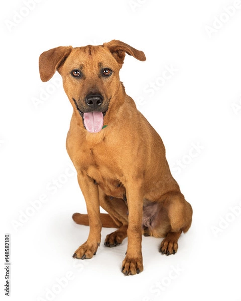 Fototapeta Rhodesian Ridgeback Labrador Crossbreed Dog