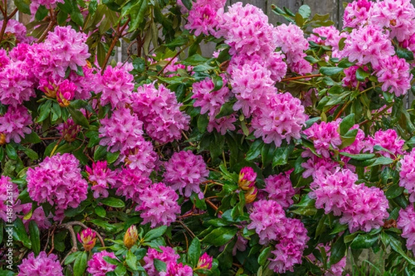 Fototapeta Blooming pink rhododendron in the garden in springtime.