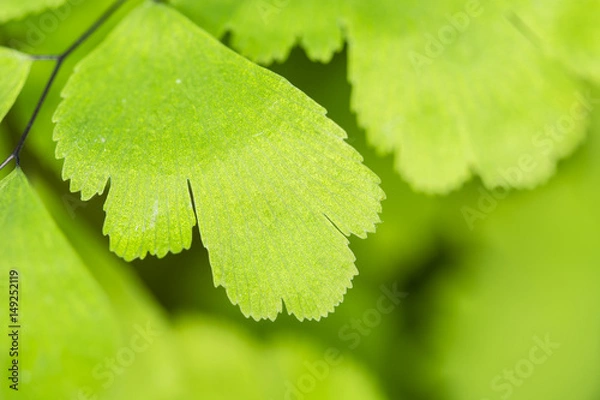 Fototapeta Adiantum raddianum, fern.