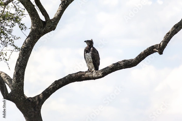 Fototapeta Bird of prey on the tree branch  Tanzania  Africa
African Crowned Eagle, Arusha National Park Tanzani Africa.