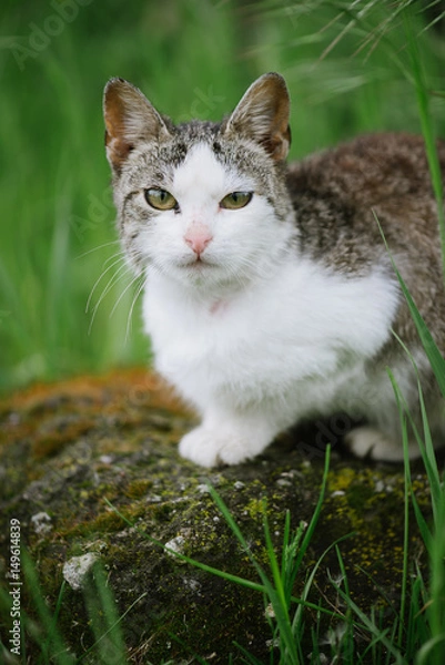 Fototapeta Cute cat in garden