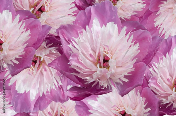 Fototapeta Pink chrysanthemum