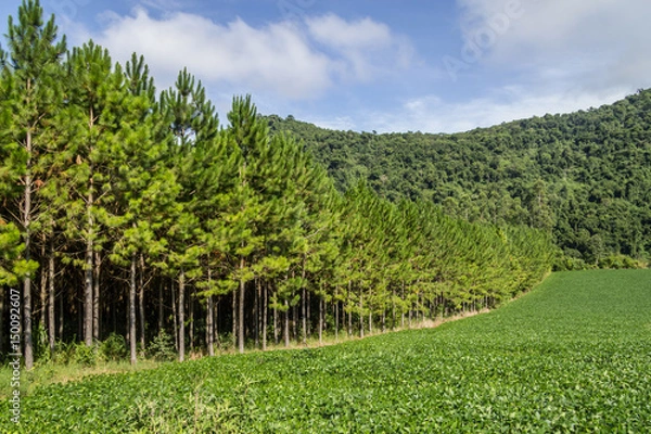 Fototapeta Soy plantation and Pine forest