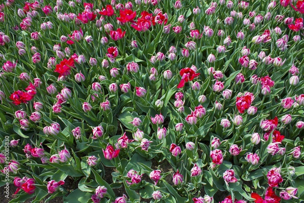 Fototapeta Background of many tulip flower buds