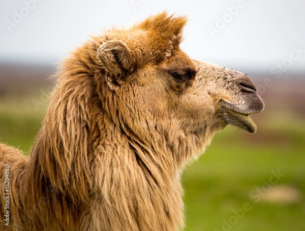 Fototapeta Portrait of camel on nature in spring