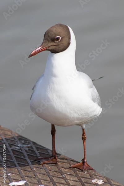 Fototapeta Seagull on the Bridge