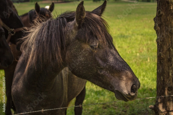 Fototapeta Horse