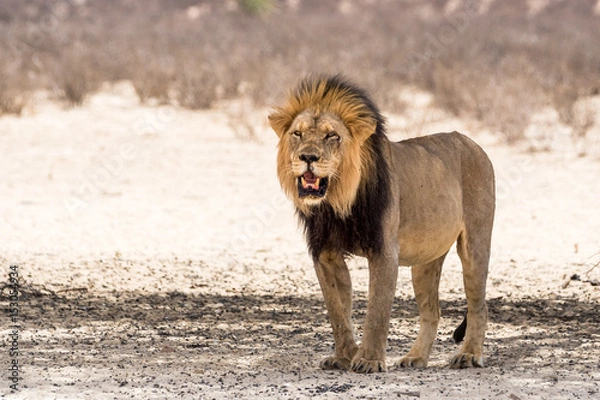 Fototapeta Berühmte Kalahari Wüstenlöwen mit schwarzer Mähne