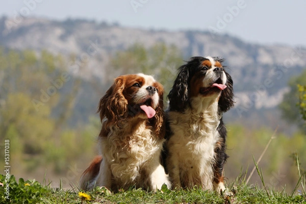 Fototapeta deux cavalier king charles  assis côte à côte-montagne