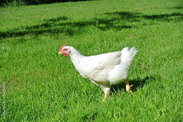 Fototapeta Poule