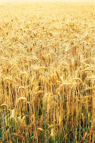 Fototapeta Golden wheat field and sunny day