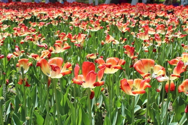 Fototapeta Tulips in a Park in Xining City Qinghai Province China Asia